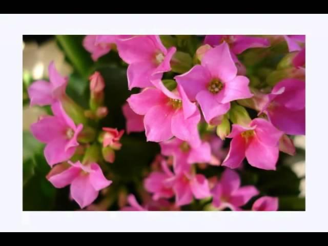 Slideshow1