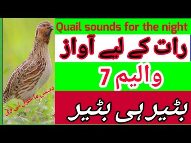 BATAIR KI AWAZ RAAT K LIYE ! VOLUME 7! BY DESI MAHOOL TV