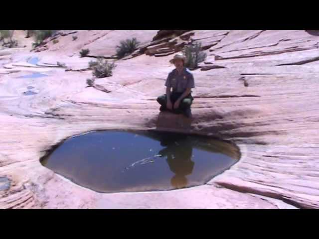 Triops Longicaudatus