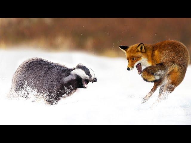 Badger is a forest glutton who can STAND UP for himself!