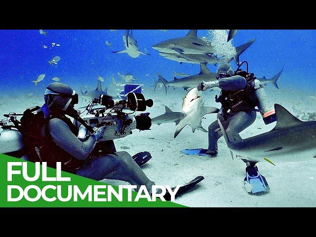 Shark Divers - One of the World's Most Dangerous Jobs | Free Documentary Nature