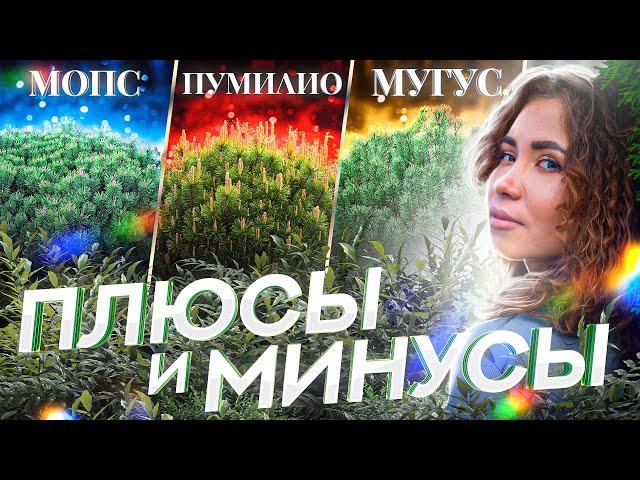 Сосна горная ПУМИЛИО - МОПС - МУГУС Что выбрать для сада?