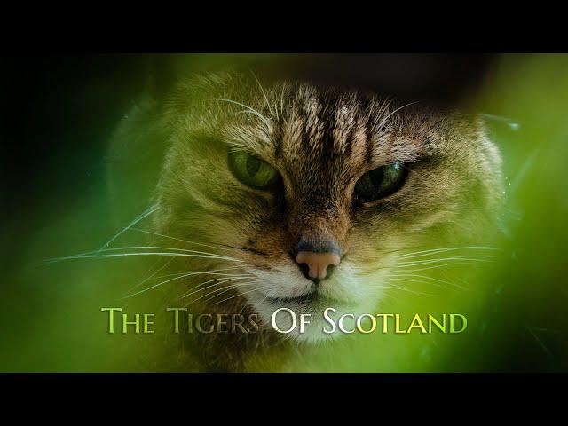 The Tigers of Scotland (2017) - Scottish Wildcat Documentary - Directors Cut (4K)