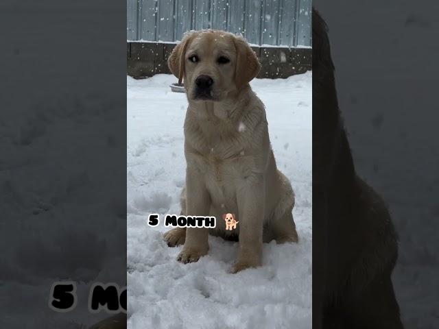 One Month Vs One Year Labrador transformation #labrador #shots #dog #feed #doglover #dog #love#song