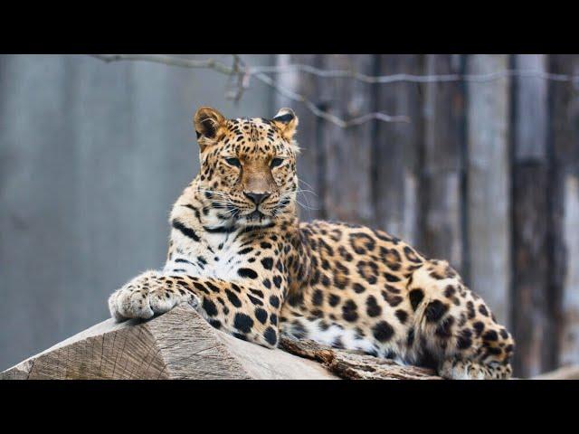 AMUR LEOPARD - Endangered and Mysterious