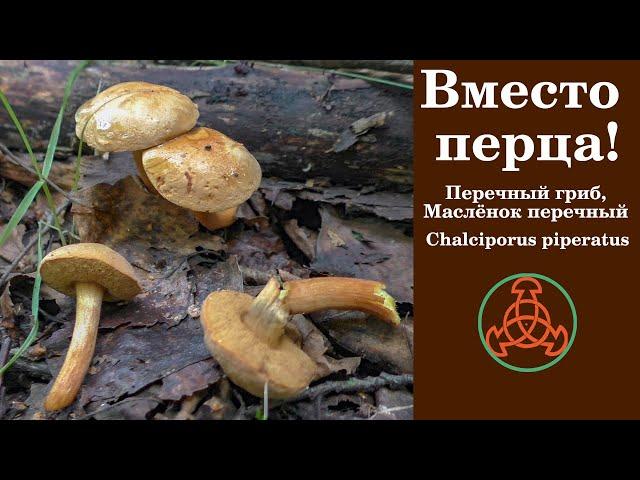 Вместо перца! Перечный гриб или Маслёнок перечный. Chalciporus piperatus