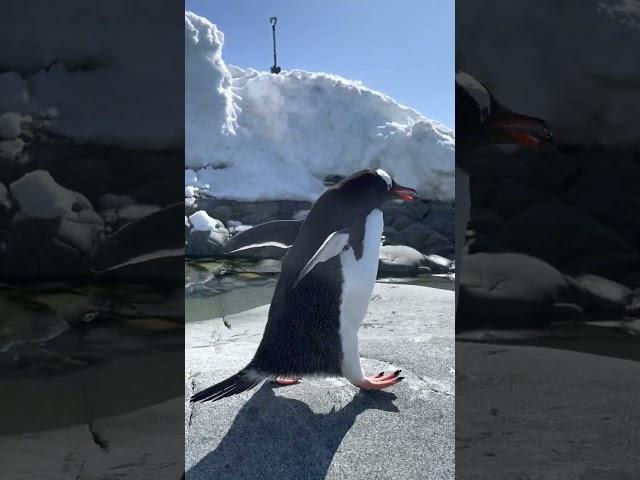 Cute Penguin Finds A Partner With A Rock