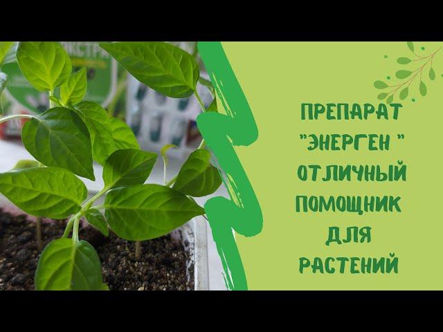 Препарат "Энерген " отличный помощник для растений