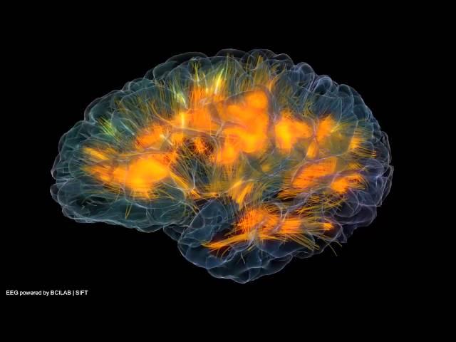 Glass brain flythrough - Gazzaleylab / SCCN / Neuroscapelab