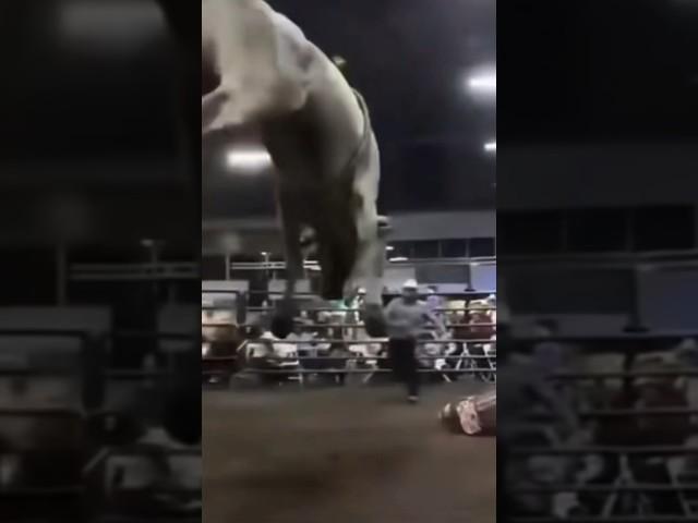 Bull “God Mode” #rodeo #bullrider #viral #cowboy #trending #viralvideo #trend #rodeotime