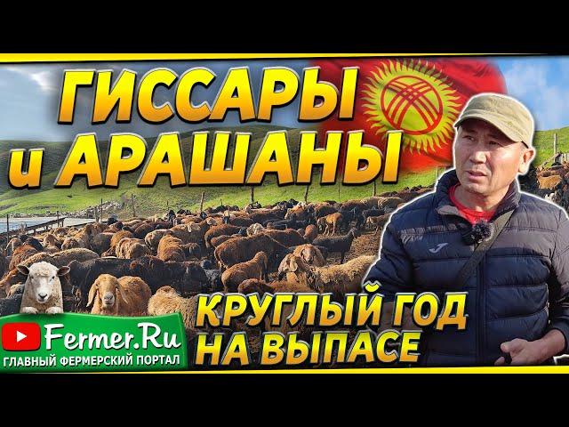 Вот это торг! Гиссары, Арашаны, Бурские козы. Овцы и бараны круглый год на пастбище