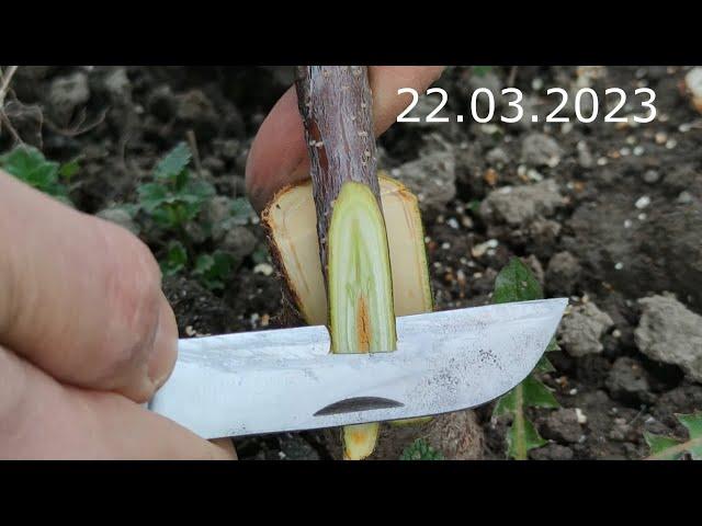 cherry grafting // sweet cherry grafting