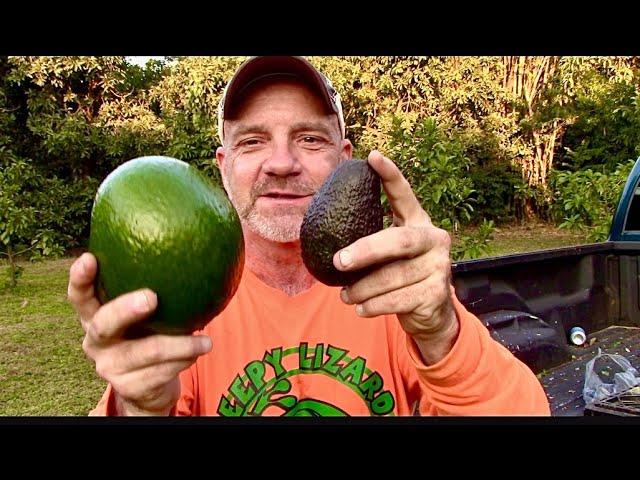 Hass vs Florida Avocado: The Monroe Variety