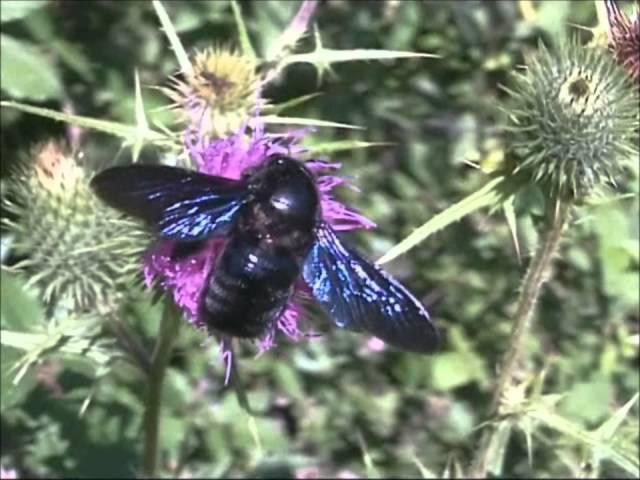 Violet Carpenter Bees Xylocopa violacea