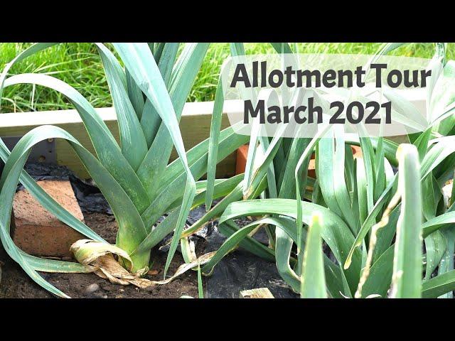 March Allotment Tour 2021 - Extending the fruit cage, sowing seeds, preparing for spring