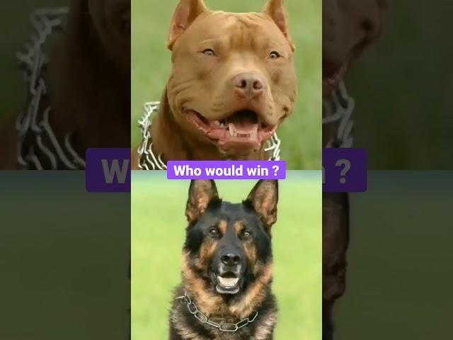 German Shepherd vs Pitbull dog fight  who would win ? #dangerousdogbreeds #dogstatus