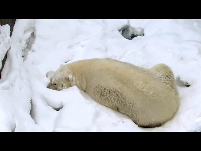 Белый медведь Кай. Спят усталые мишутки.  23.12.18 г.