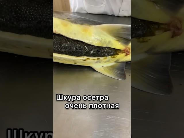 Где в России купить натуральную чёрную икру? ##shorts #short #shortvideo #fishing ￼