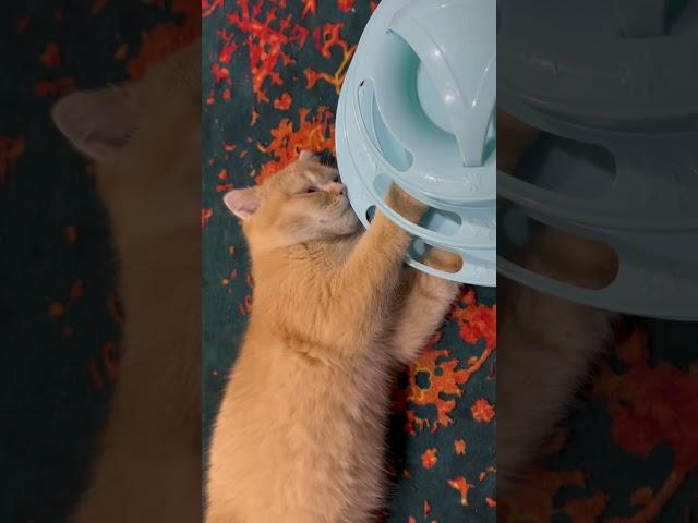 When You Wanna Play But You’re Too Lazy #kittycatvideosfunny #cats #kitten #tiredcat #sleepykittens