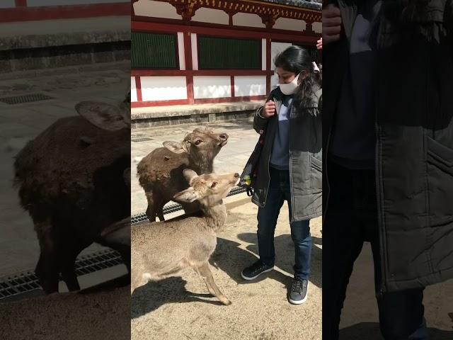 Polite Bowing Deer in Nara Park Japan - හිසනවා ආචාර කරන මුවන් සිටින ජපානයේ නරා උද්‍යානය #Shorts