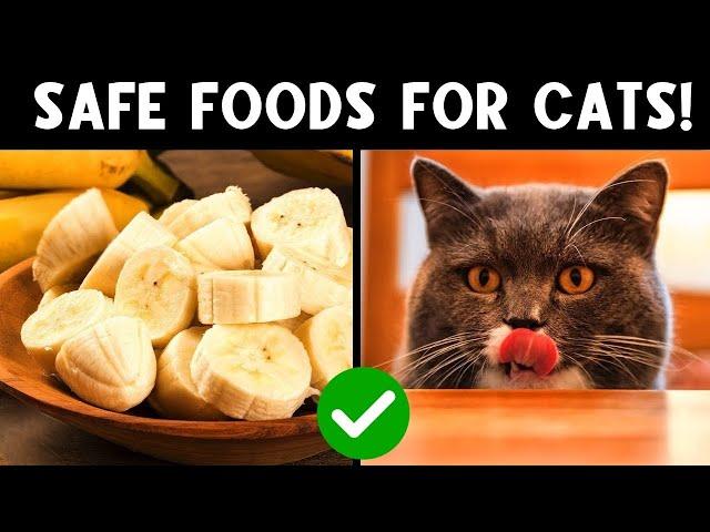 These Human Foods Will Improve Your Cat's Health! 🫐