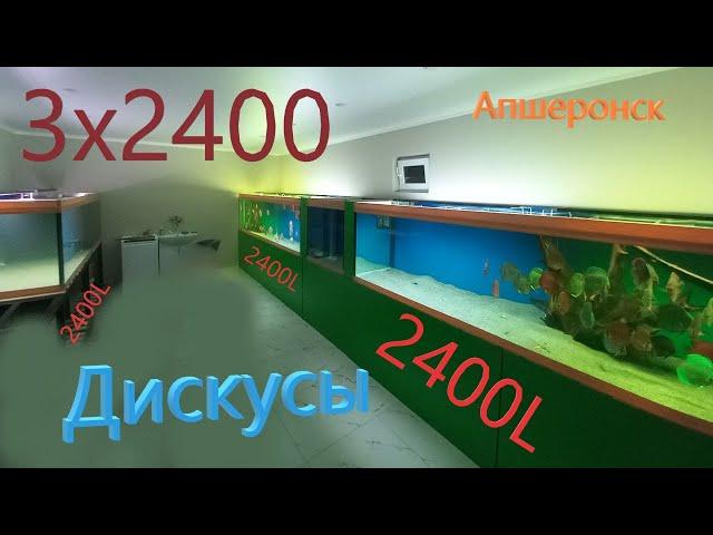 3х2400L для дискусов Евгения из Апшеронска :)