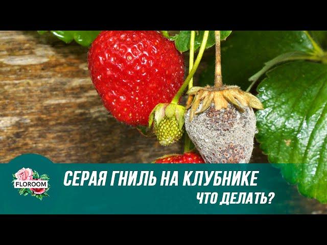 Что делать при появлении серой гнили на клубнике