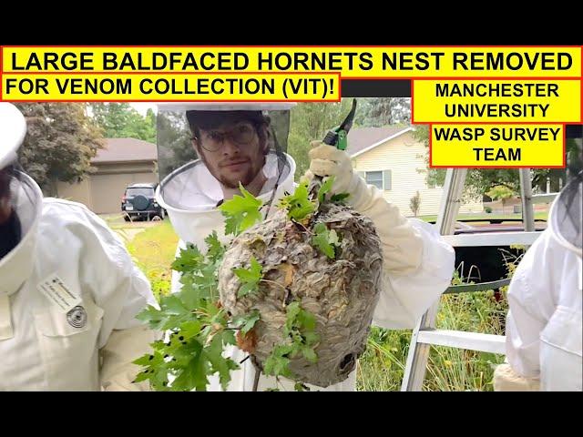 LARGE BALDFACED HORNETS NEST REMOVED FOR VENOM COLLECTION!  MANCHESTER UNIVERSITY WASP SURVEY TEAM!