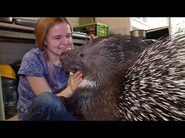 Дикобразы жадины. Прогулка всей семьей и отдай мой виноград. Our porcupines.