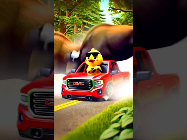 Cute Little Duck Drives GMC Sierra But Wild Buffaloes Block the Road!  #littleduck