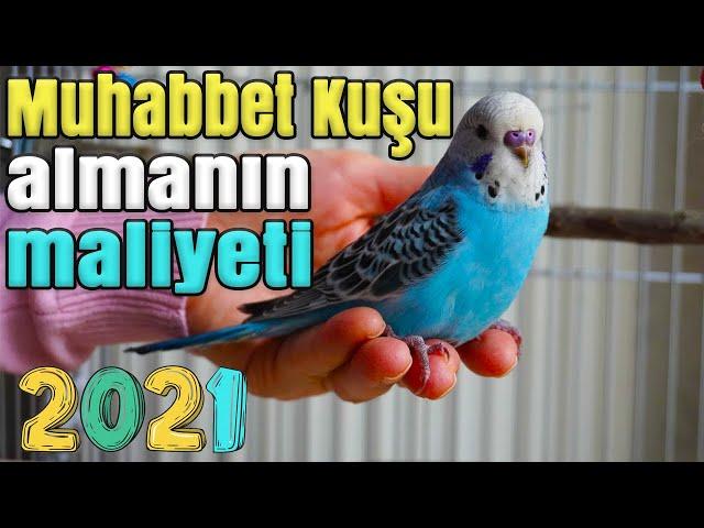 Muhabbet kuşu almanın maliyeti 2021 Muhabbet Kuşu