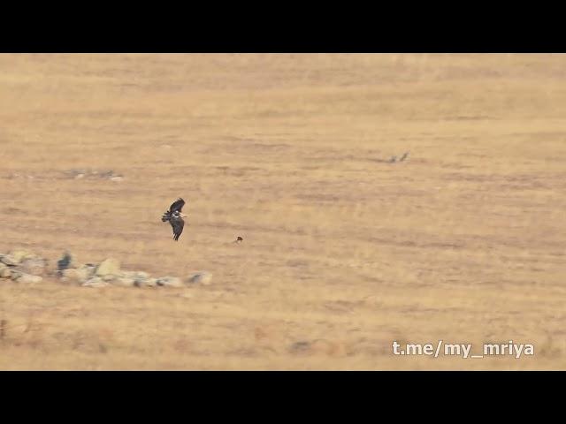 Rare shots. Imperial Eagle hunts Sparrowhawk