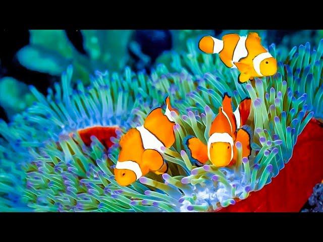 Relaxing Music to Relieve Stress - Beautiful Relaxing Coral Reef Fish  Relaxing Meditation Music #9