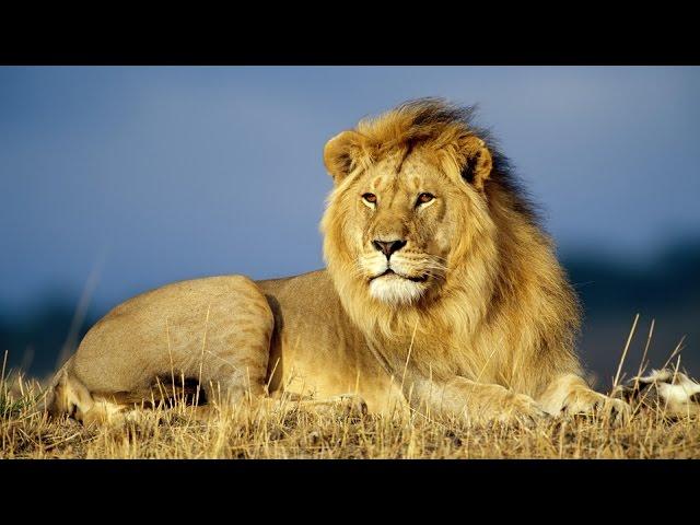 Grandes Depredadores Felinos de la Sabana