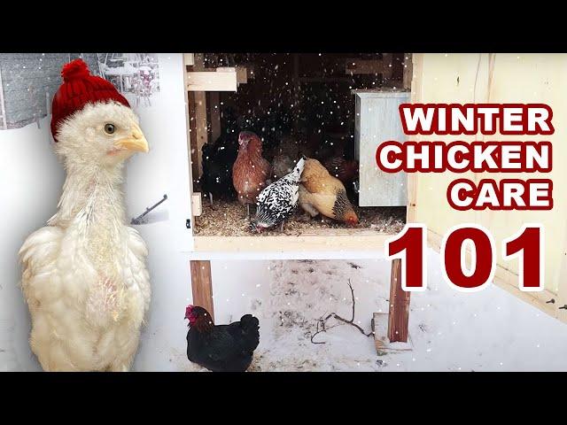 WINTER CHICKEN CARE 101 | Keeping Backyard Chickens Warm In COLD WEATHER | EGG LAYING HEN HOMESTEAD