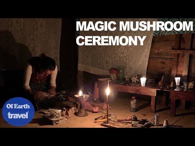 Taking Mushrooms with a Shaman