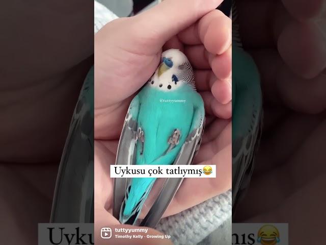 Maviş bu nasıl bir uyumak