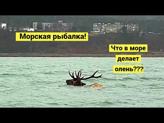 Рыба уходила на зимовку, но мы её догнали!