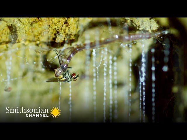 Glow Worms Trap Insects With Bioluminescent 'Fishing Lines'🪱 Into The Wild New Zealand | Smithsonian