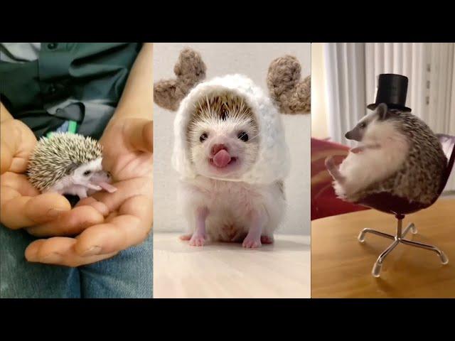  Cute and Funny  Moments with Hedgehogs  Compilation  Милые и Смешные  Моменты с Ежами 