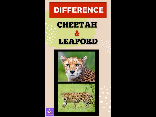 Difference between Cheetah & Leapord | LearnyDay | Basics | Interesting | Easy | #shorts