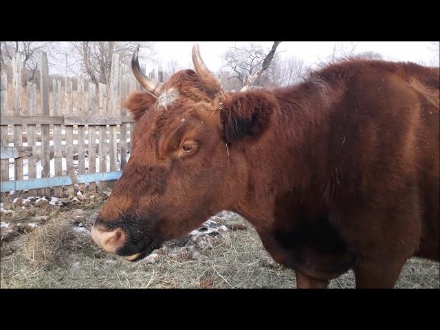 Проблемы после отёла . Что делать, чем лечить.