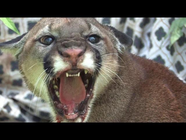 Man tames injured Mountain Lion in minutes