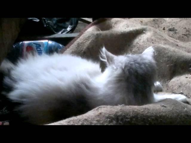 котёнок мучает мышку. kitten mocks mouse.