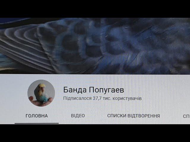 СТРИМ On Line Ответы на вопросы о волнистых попугаях