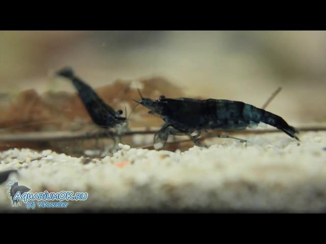 Caridina cantonensis sp. "Black Tiger" - черная тигровая креветка