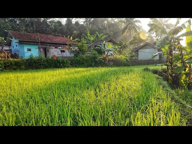 BETAH BANGET !! SUASANA PAGI HARI INI DI PERKAMPUNGAN DI PEGUNUNGAN PELOSOK TASIKMALAYA