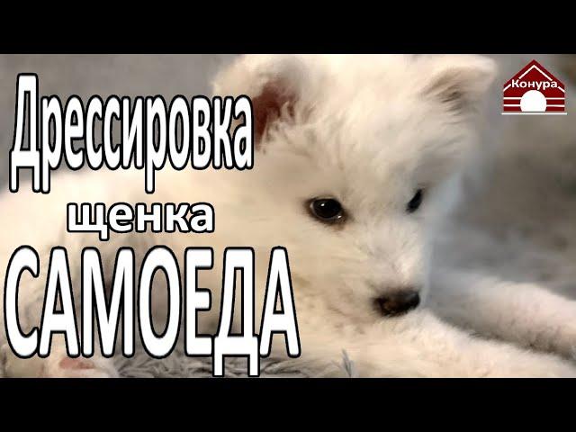 Дрессировка щенка самоеда / щенок на карантине