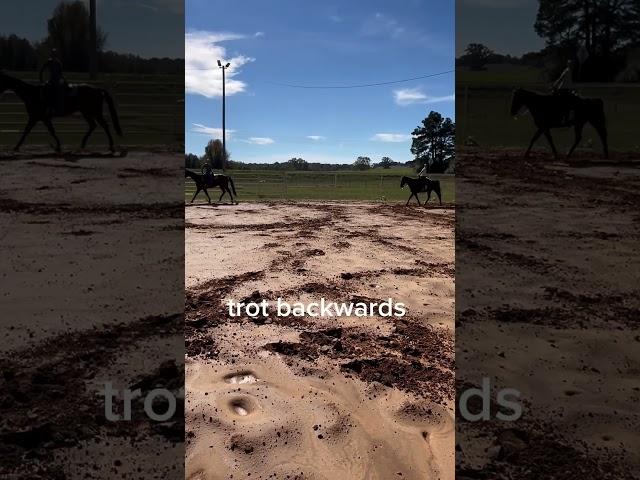 riding daresss #elsa_ponyparadise #horse #equestrian #horseenthusiast