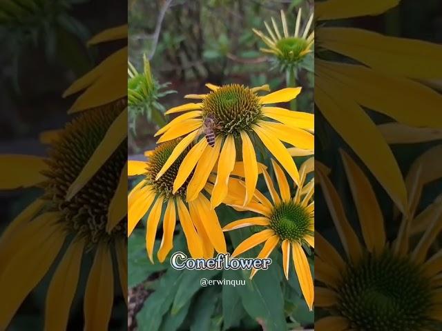 Echinacea